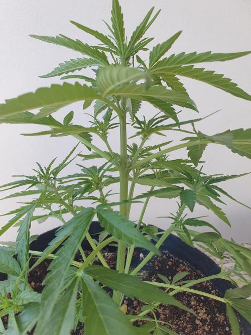 Bad Weather Grow #1 (DE/EN) x Hy-Pro. Week 7