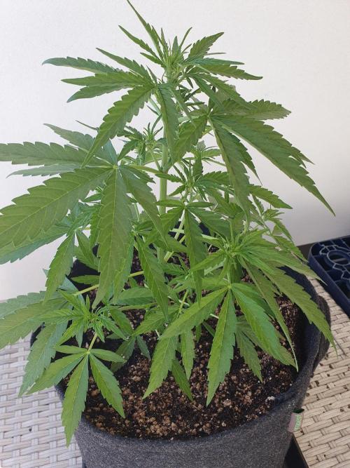 Bad Weather Grow #1 (DE/EN) x Hy-Pro. Week 7