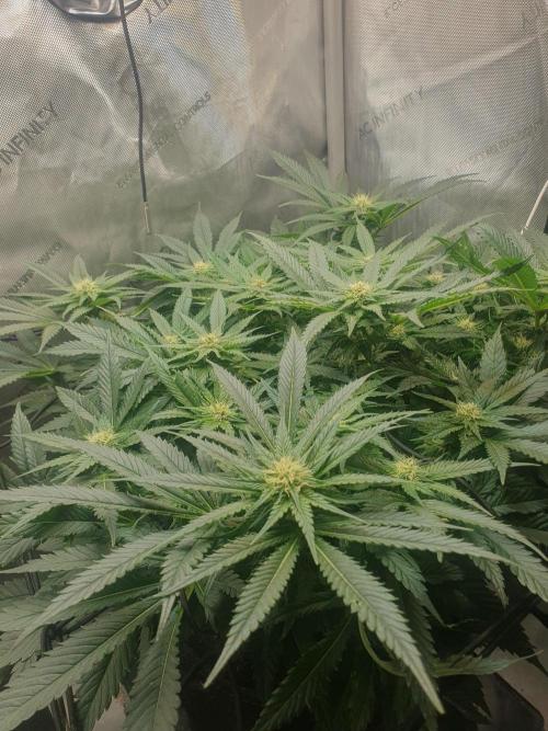 First Coco Run (DE/EN) x Hy-Pro. Week 9