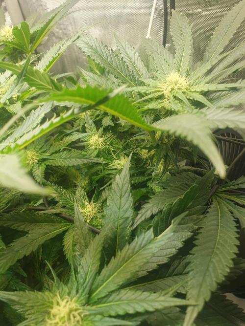 First Coco Run (DE/EN) x Hy-Pro. Week 9