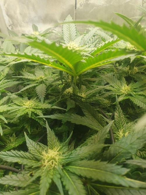 First Coco Run (DE/EN) x Hy-Pro. Week 9