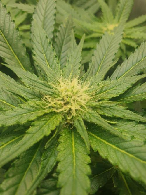First Coco Run (DE/EN) x Hy-Pro. Week 9