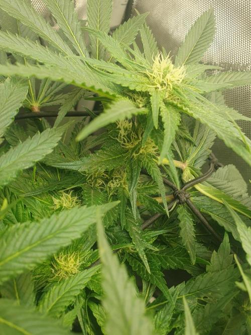 First Coco Run (DE/EN) x Hy-Pro. Week 9