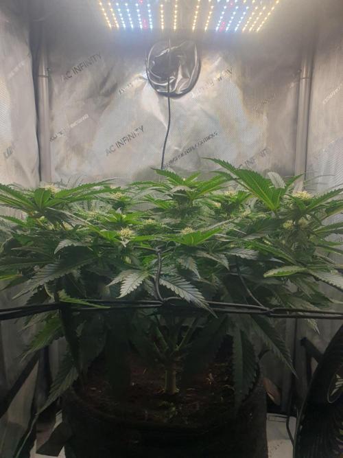 First Coco Run (DE/EN) x Hy-Pro. Week 9