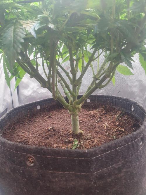 First Coco Run (DE/EN) x Hy-Pro. Week 9