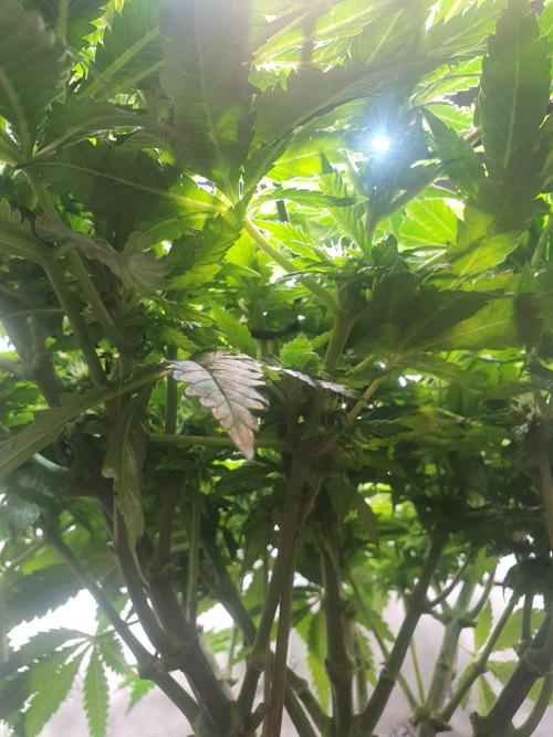 First Coco Run (DE/EN) x Hy-Pro. Week 9