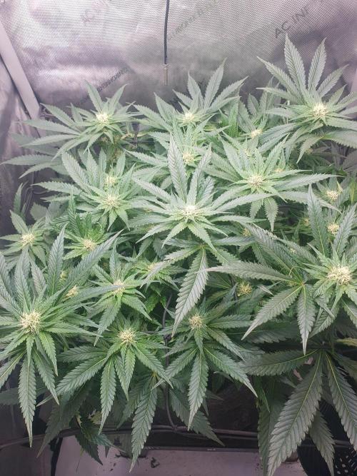 First Coco Run (DE/EN) x Hy-Pro. Week 9