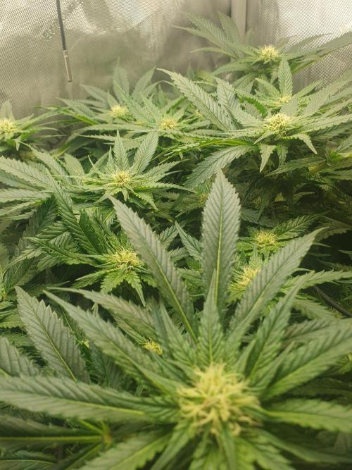 First Coco Run (DE/EN) x Hy-Pro. Week 9