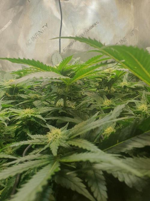First Coco Run (DE/EN) x Hy-Pro. Week 9