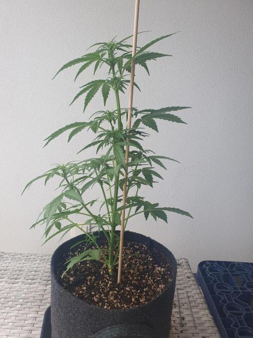 Balcony Plant #2 (DE/EN) x Hy-Pro. Week 5