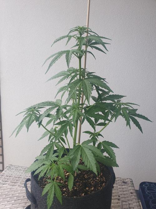 Balcony Plant #2 (DE/EN) x Hy-Pro. Week 5