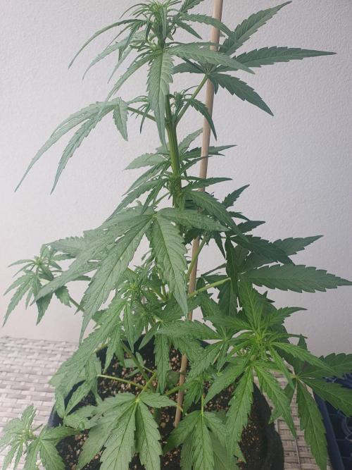 Balcony Plant #2 (DE/EN) x Hy-Pro. Week 5