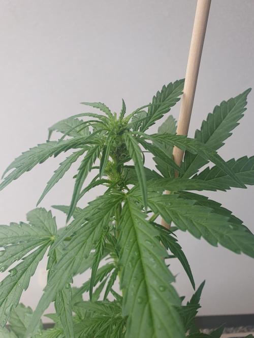 Balcony Plant #2 (DE/EN) x Hy-Pro. Week 5
