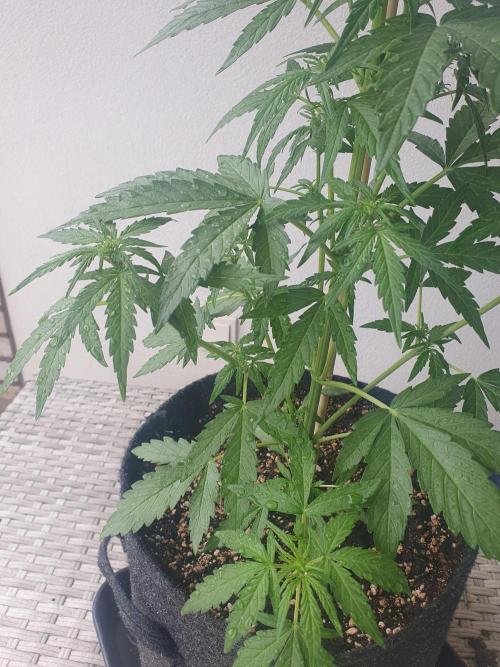 Balcony Plant #2 (DE/EN) x Hy-Pro. Week 5