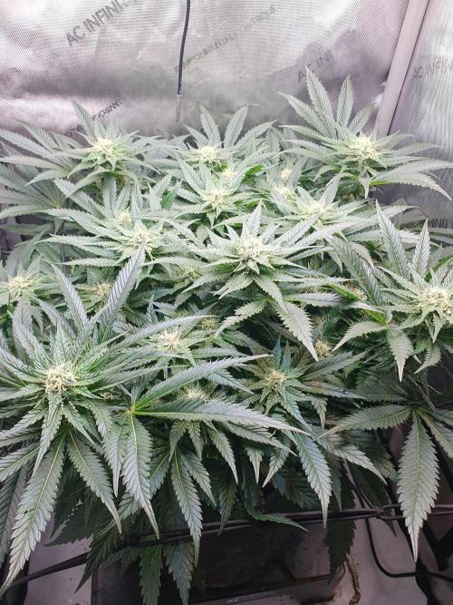 First Coco Run (DE/EN) x Hy-Pro. Week 10