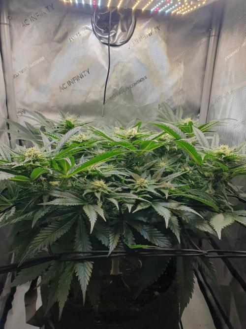 First Coco Run (DE/EN) x Hy-Pro. Week 10