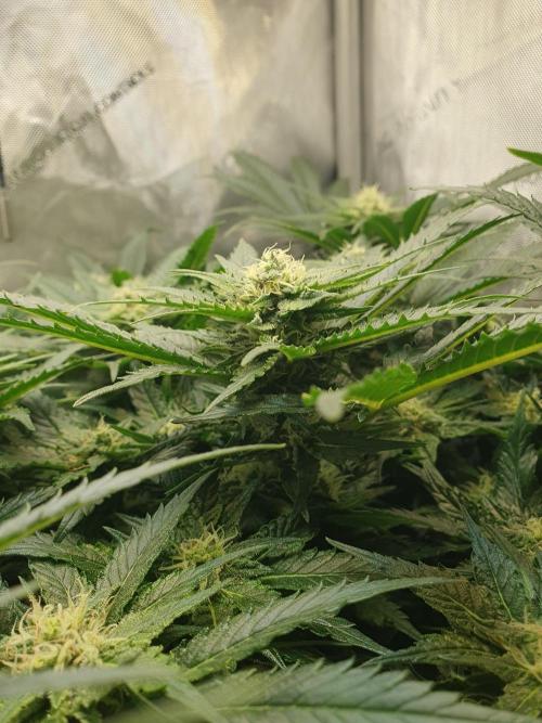 First Coco Run (DE/EN) x Hy-Pro. Week 10