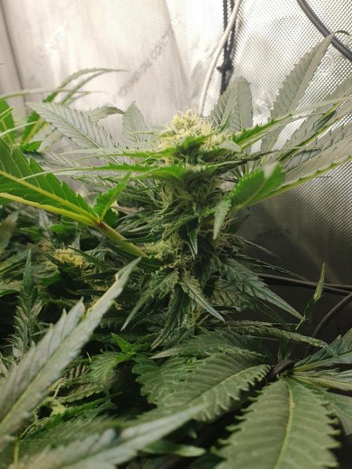First Coco Run (DE/EN) x Hy-Pro. Week 10