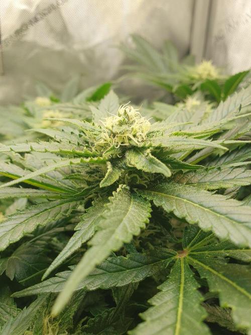 First Coco Run (DE/EN) x Hy-Pro. Week 10