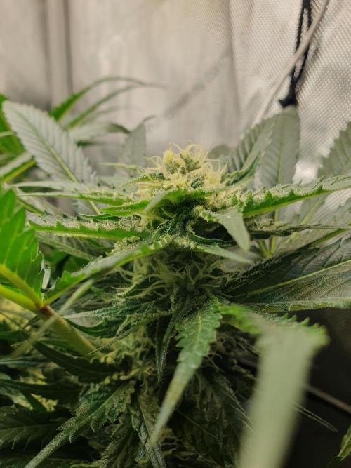 First Coco Run (DE/EN) x Hy-Pro. Week 10