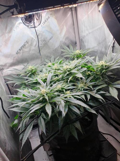 First Coco Run (DE/EN) x Hy-Pro. Week 10