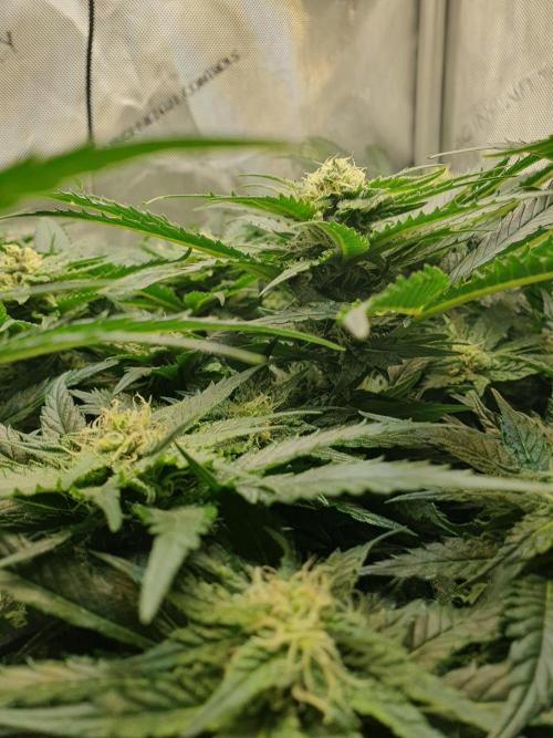 First Coco Run (DE/EN) x Hy-Pro. Week 10
