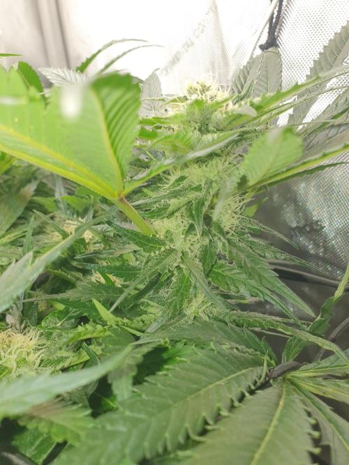 First Coco Run (DE/EN) x Hy-Pro. Week 10