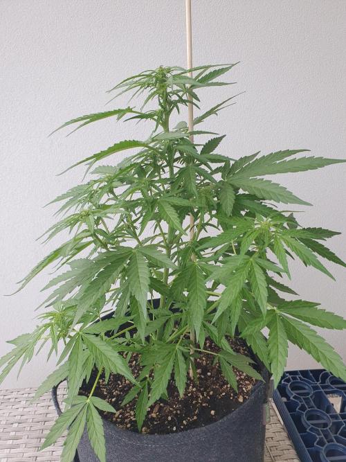 Bad Weather Grow #1 (DE/EN) x Hy-Pro. Week 8