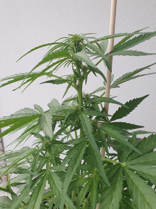 Bad Weather Grow #1 (DE/EN) x Hy-Pro. Week 8