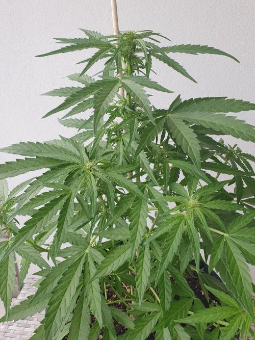 Bad Weather Grow #1 (DE/EN) x Hy-Pro. Week 8