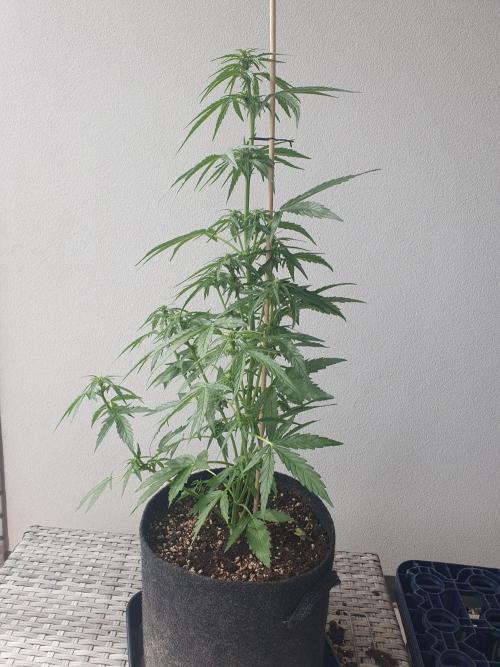 Balcony Plant #2 (DE/EN) x Hy-Pro. Week 6 - side