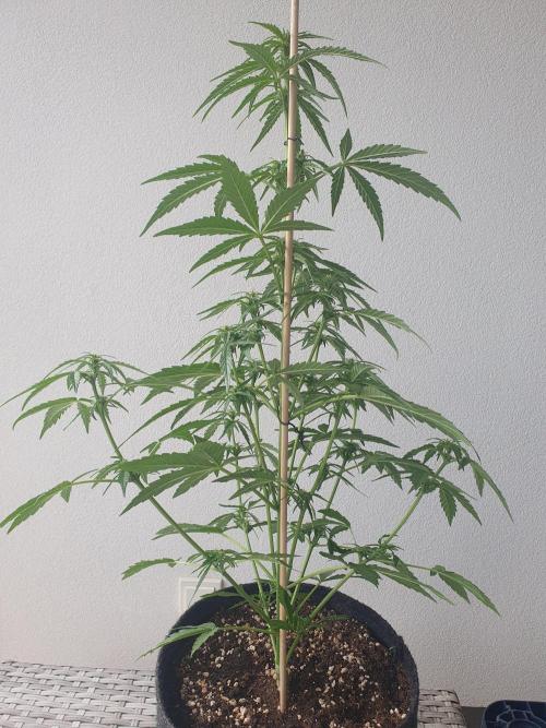 Balcony Plant #2 (DE/EN) x Hy-Pro. Week 6 - back