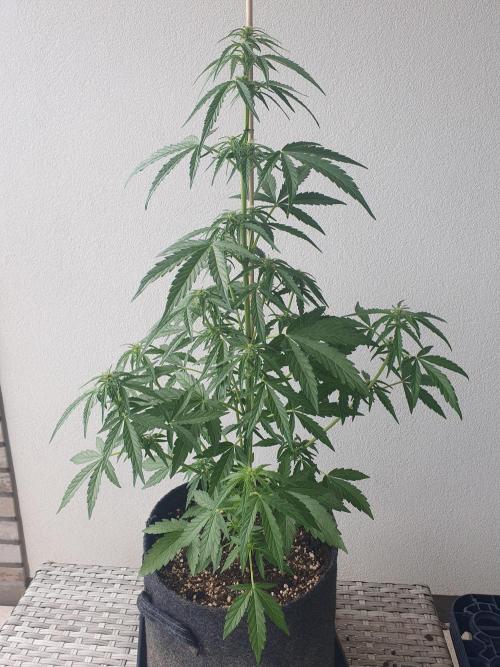Balcony Plant #2 (DE/EN) x Hy-Pro. Week 6 - front
