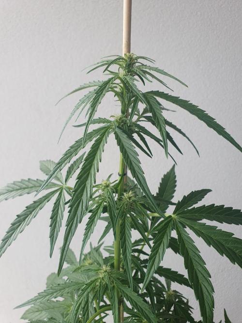 Balcony Plant #2 (DE/EN) x Hy-Pro. Week 6 - top