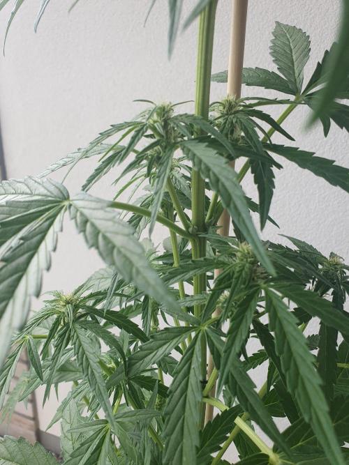 Balcony Plant #2 (DE/EN) x Hy-Pro. Week 6 - mid