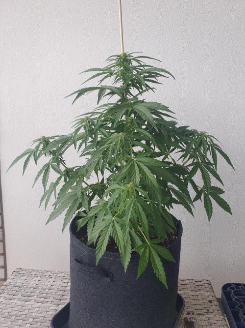 Bad Weather Grow #1 (DE/EN) x Hy-Pro. Week 9 - front