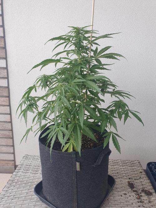 Bad Weather Grow #1 (DE/EN) x Hy-Pro. Week 9 - side