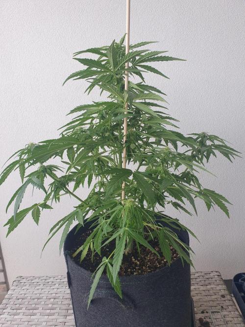 Bad Weather Grow #1 (DE/EN) x Hy-Pro. Week 9 - back