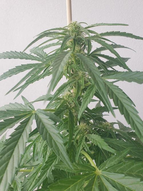 Bad Weather Grow #1 (DE/EN) x Hy-Pro. Week 9