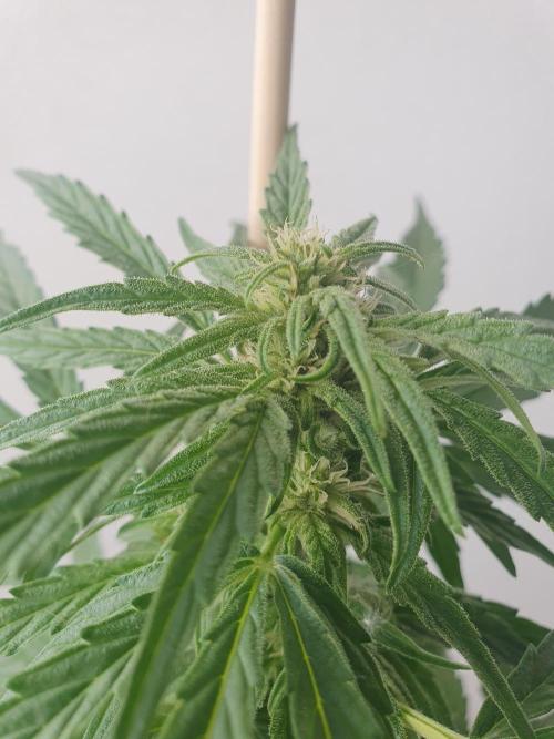 Bad Weather Grow #1 (DE/EN) x Hy-Pro. Week 9