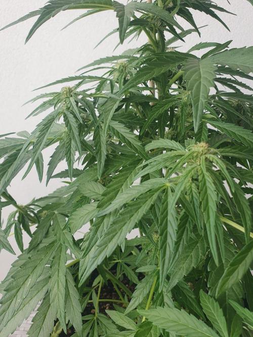 Bad Weather Grow #1 (DE/EN) x Hy-Pro. Week 9