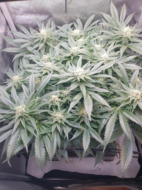 First Coco Run (DE/EN) x Hy-Pro. Week 11