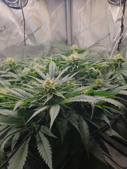 First Coco Run (DE/EN) x Hy-Pro. Week 11