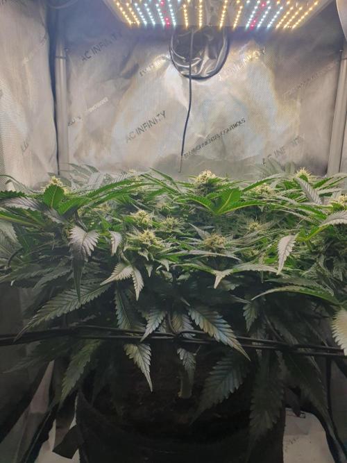 First Coco Run (DE/EN) x Hy-Pro. Week 11