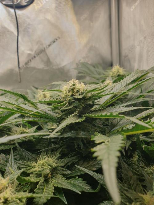 First Coco Run (DE/EN) x Hy-Pro. Week 11