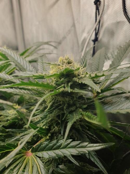 First Coco Run (DE/EN) x Hy-Pro. Week 11