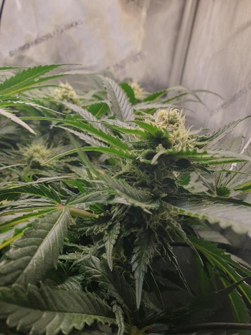 First Coco Run (DE/EN) x Hy-Pro. Week 11