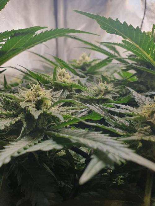 First Coco Run (DE/EN) x Hy-Pro. Week 11