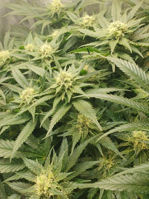 First Coco Run (DE/EN) x Hy-Pro. Week 11