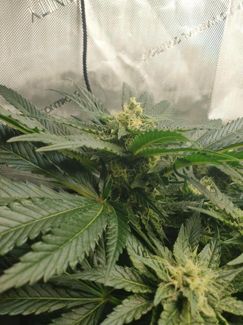 First Coco Run (DE/EN) x Hy-Pro. Week 11